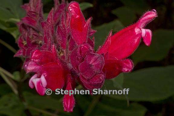 salvia wagneriana 3 graphic